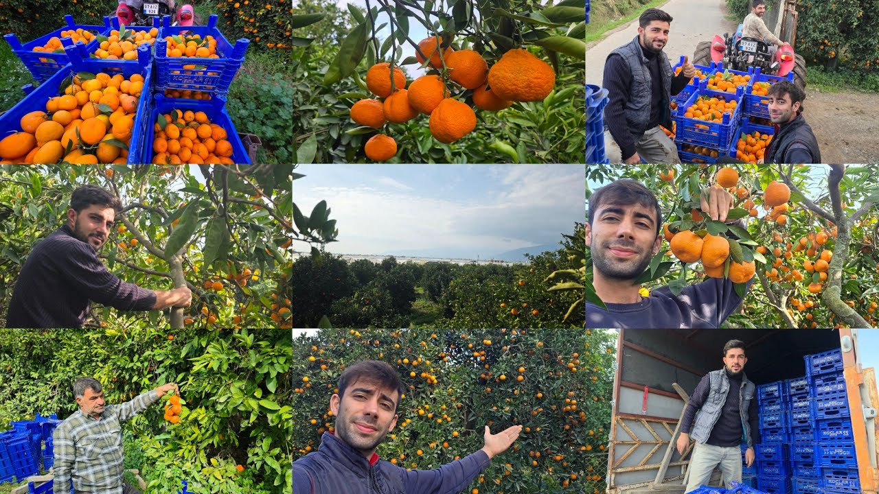 روتين شغل اليوم حوشنا (كرمنتينا) مع ايبو يوم كامل بالشغل تابعوا للأخير ولا تنسوا الاشتراك 🍊🥰 