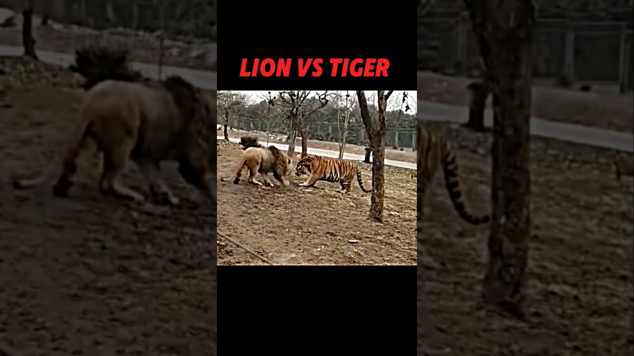 Tiger vs lion #trending #animals #wildlife #nature #lion #tiger #lionvstiger #shorts #youtubeshorts