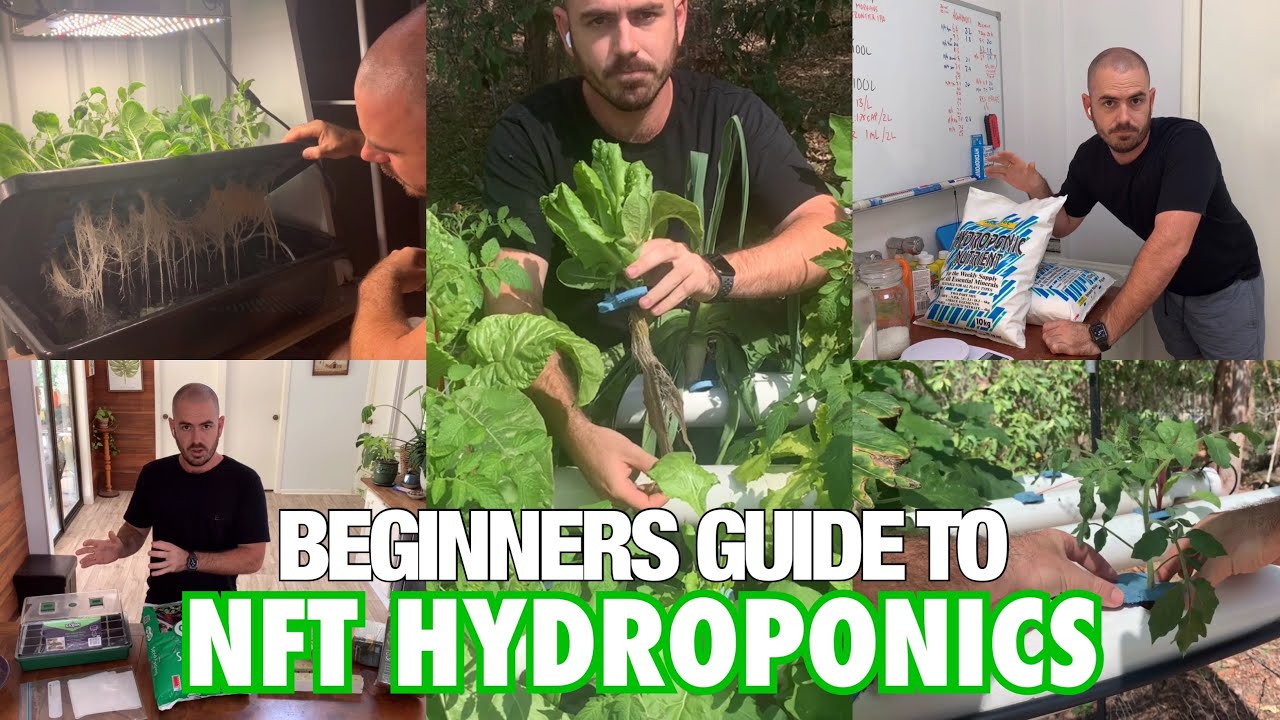 Beginners Guide to NFT Hydroponics