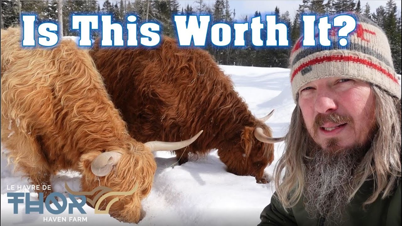 Are Highland Cows Worth The Cost To Raise?