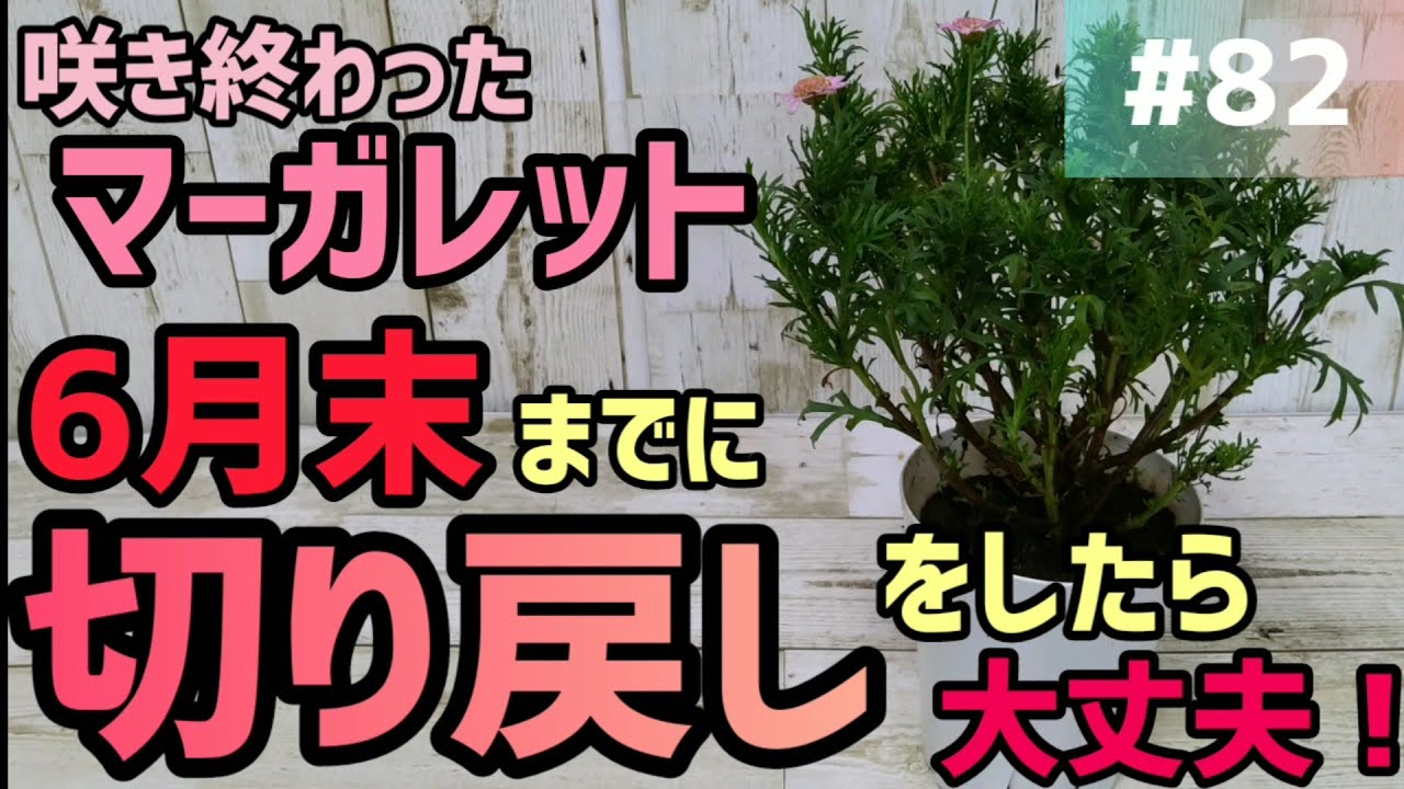 #82 咲き終わったマーガレット 6月末（夏になる）までに切り戻しをすれば大丈夫です