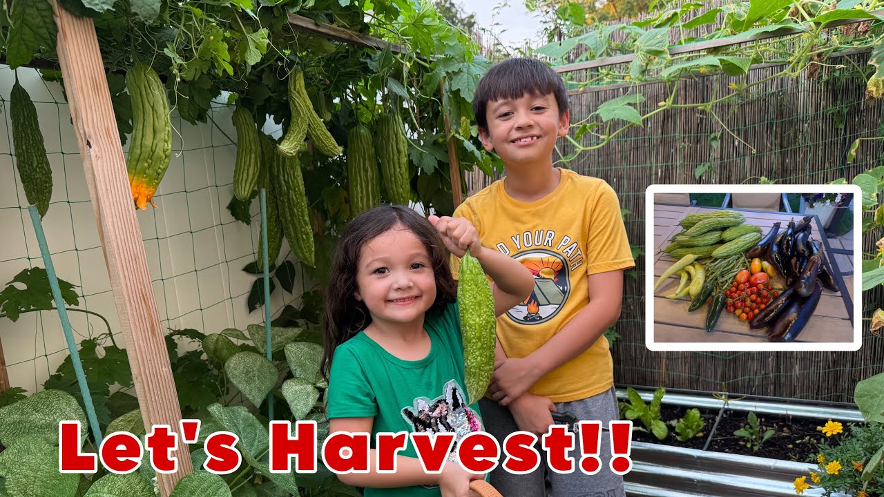 Our First Harvest this Season (2025) | Organic Vegetable Garden