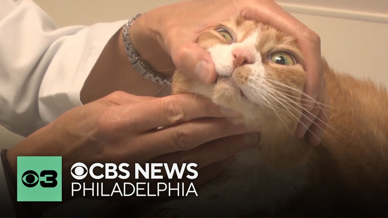 Taking care of your cat's dental needs | Pet Project