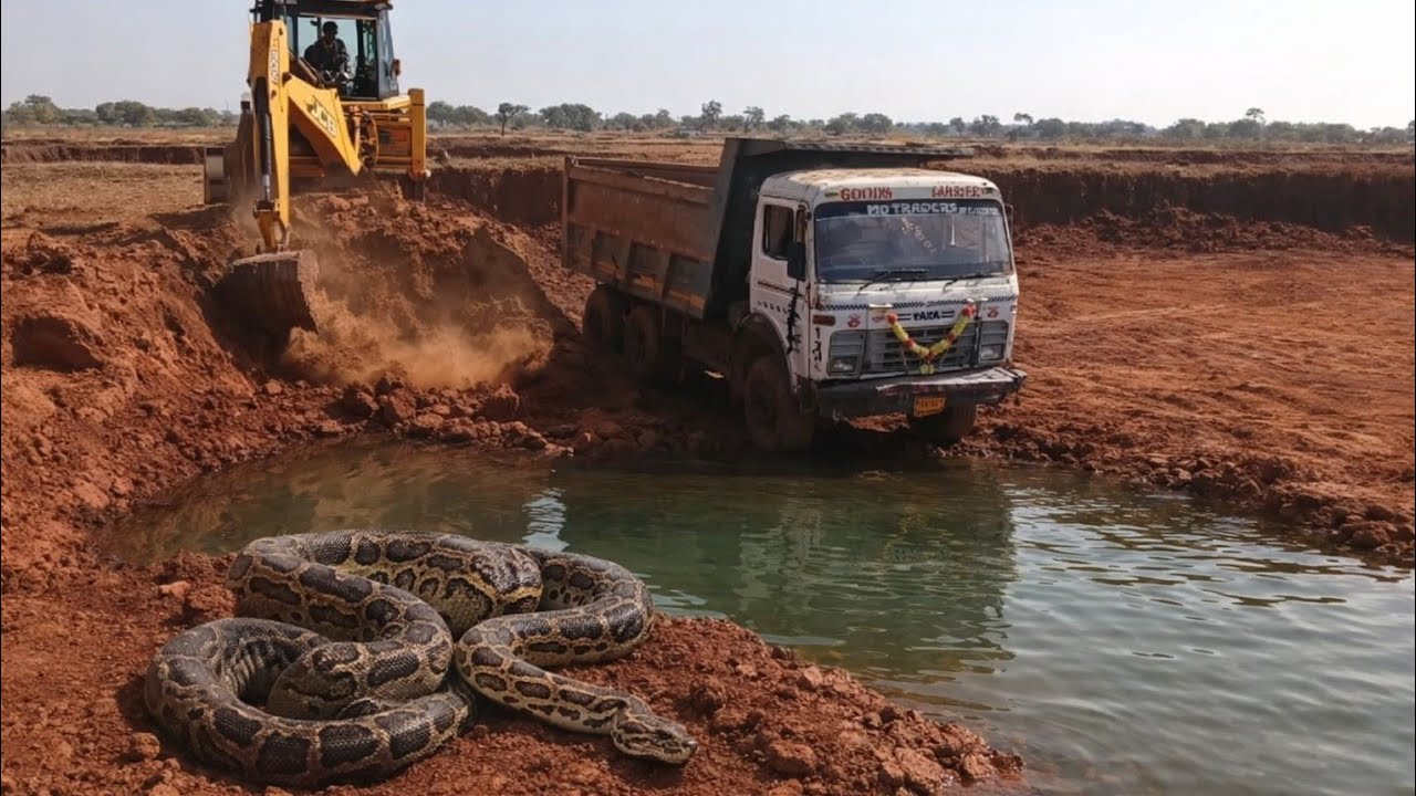 खतरनाक! पानी में फंसा डंपर और सामने विशाल अजगर 🐍 | JCB Rescue Operation Viral Video