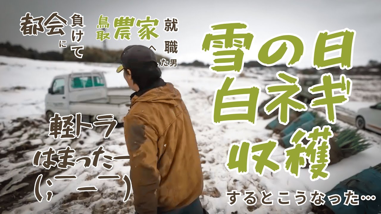 軽トラはまったー(；￣ー￣)　雪の日白ネギ収穫するとこうなった…｜都会に負けて鳥取の農家へ就職した男