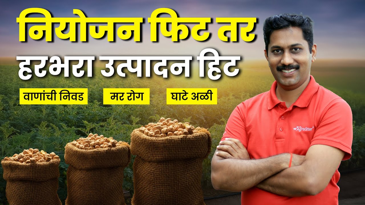 हरभरा लागवड । अन्नद्रव्य 🌱 मर रोग 🦠 घाटे अळीचे व्यवस्थापन 🐛। Chana Crop। AgroStar #FarmingTips
