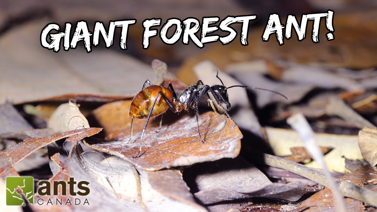 Keeping Massive GIANT FOREST ANTS as Pets | Dinomyrmex gigas (Feat. Just Ants, Singapore)