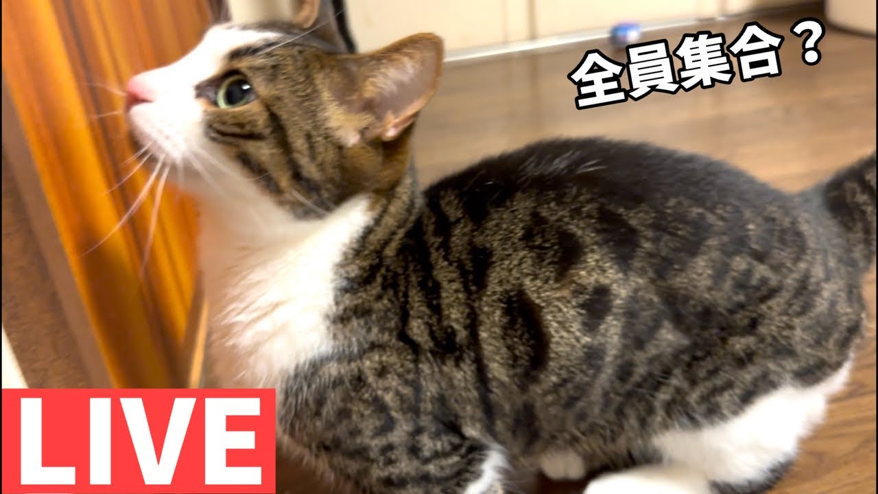 猫のライブ配信【ねこなま】配信中！