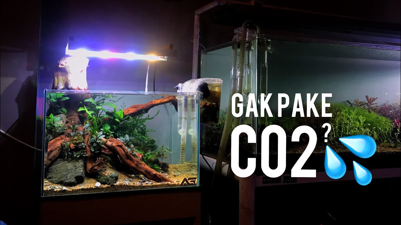 Tanaman Aquascape yang bisa tanpa Co2 | step by step Natural Aquascape 40cm