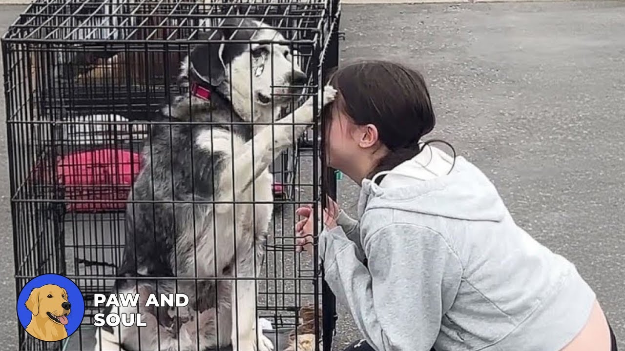 The Dog Abandoned Twice — Until Love Chose Him First