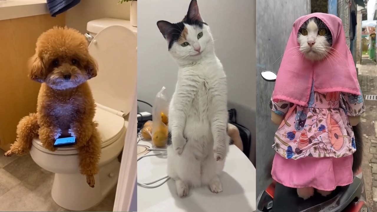 Cats Being Absolutely Unhinged | Funniest Cat Moments Ever