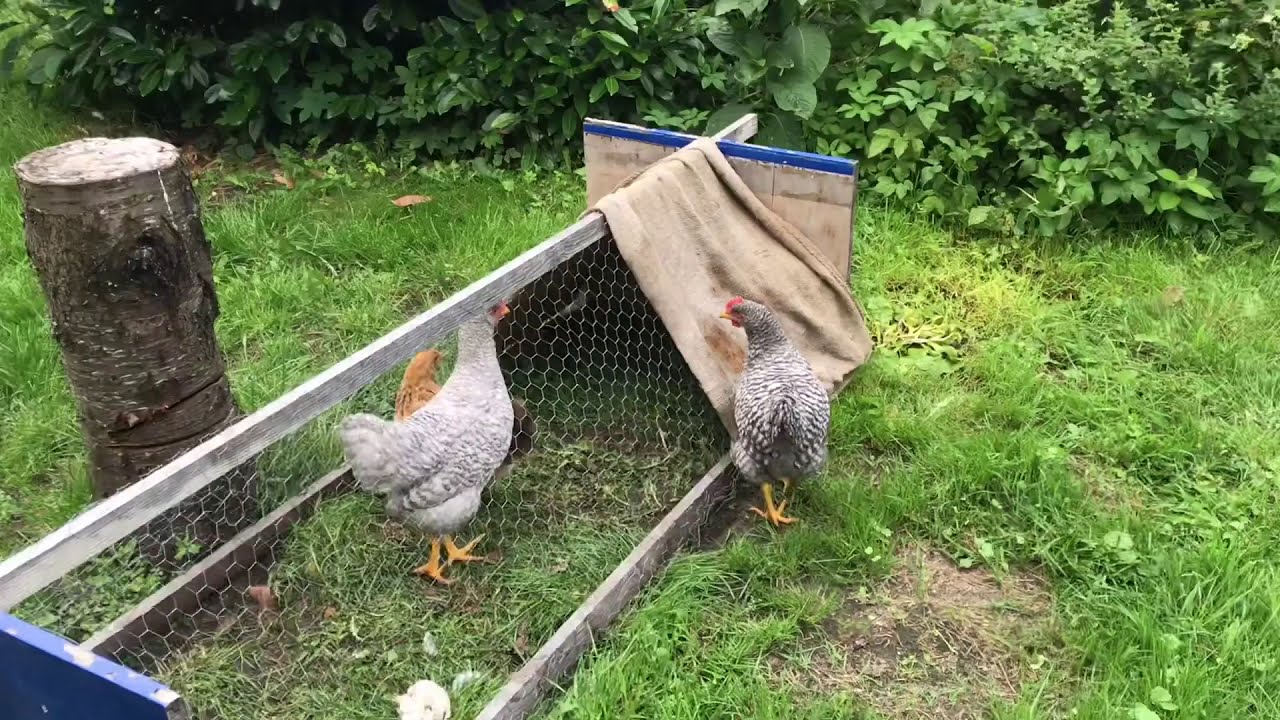 Dog helping herd chicken but end up coved with sticky seeds everywhere