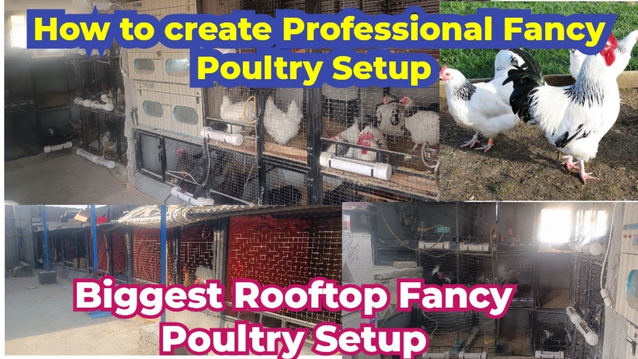 How to Build Fancy Poultry Cage's | Detail Guide to  construct Poultry/hens cages #poultry #chicken