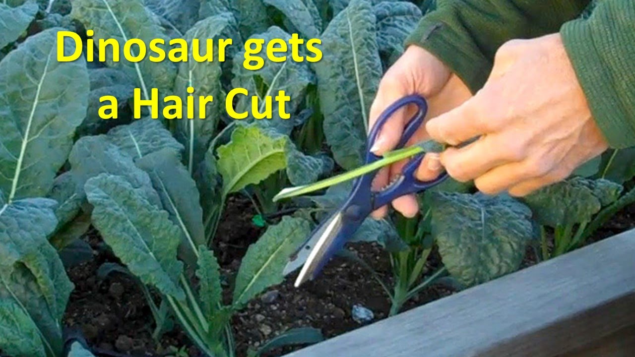 How to harvest Kale and Swiss Chard