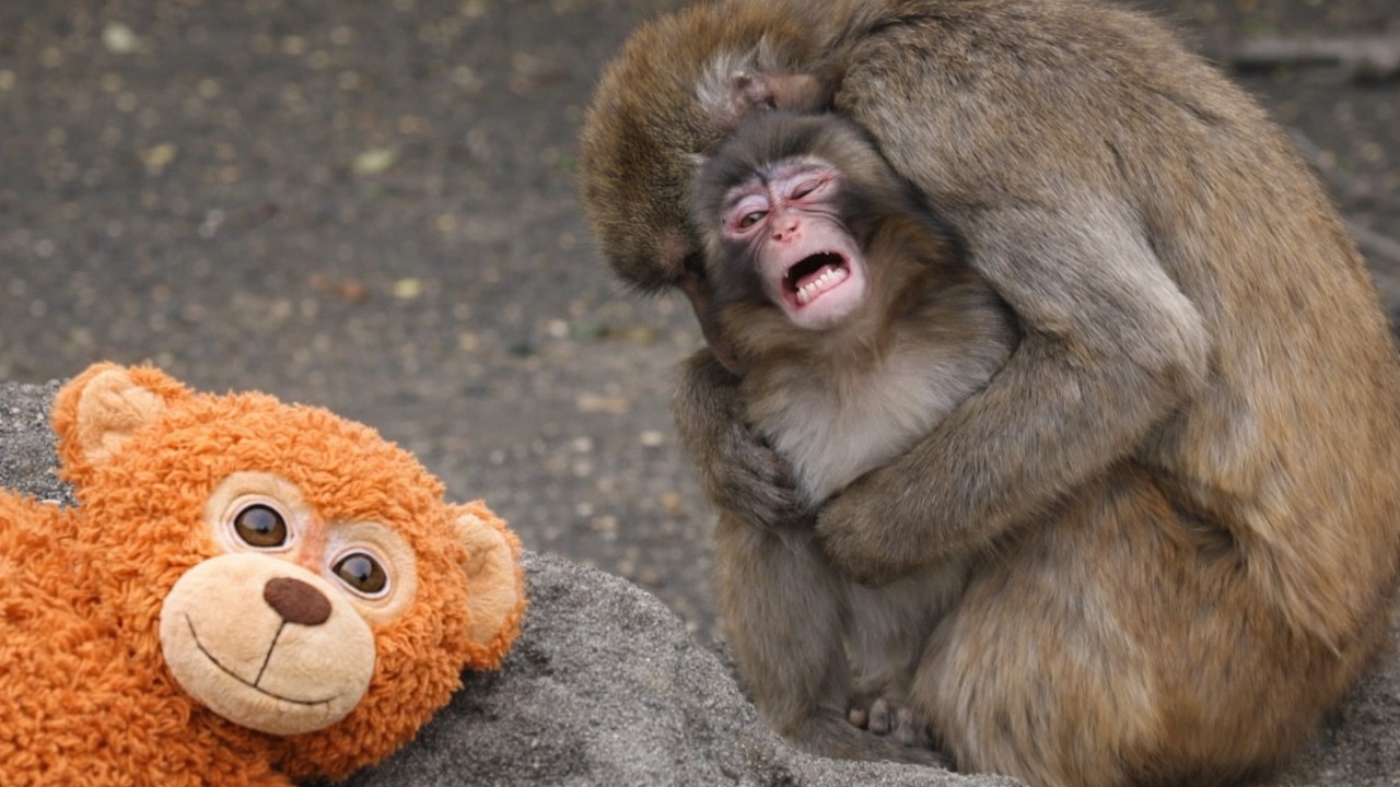 Why Do Big Monkeys Bully Baby Monkey Punch?
