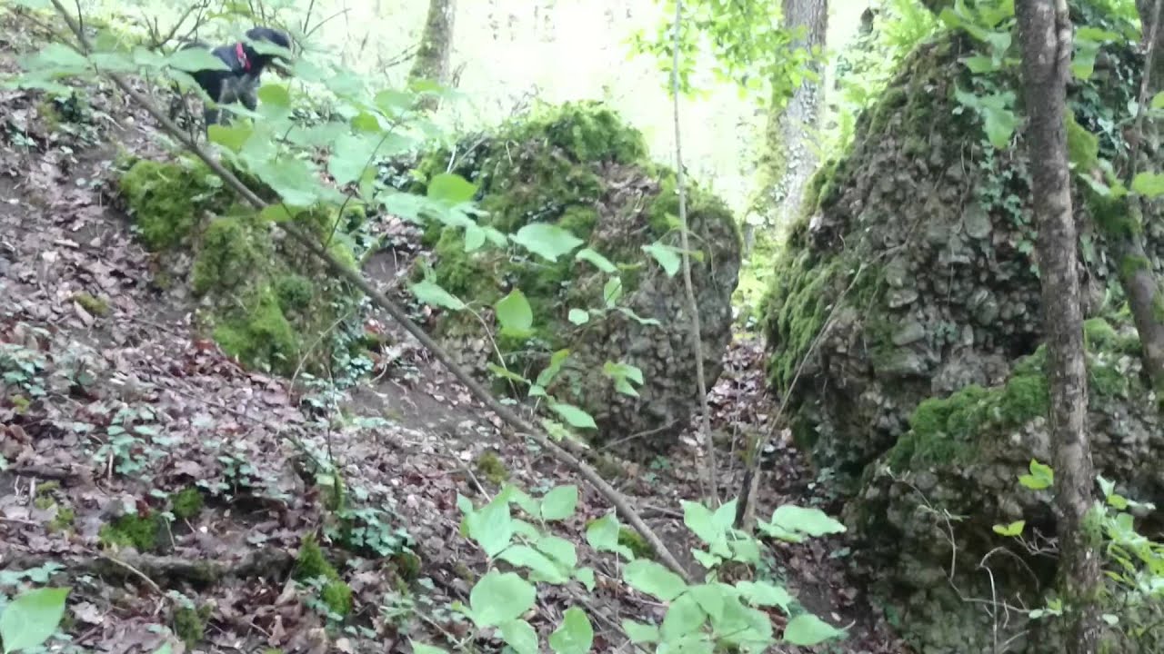 Maya la veille de l ouverture de la chasse.  2015