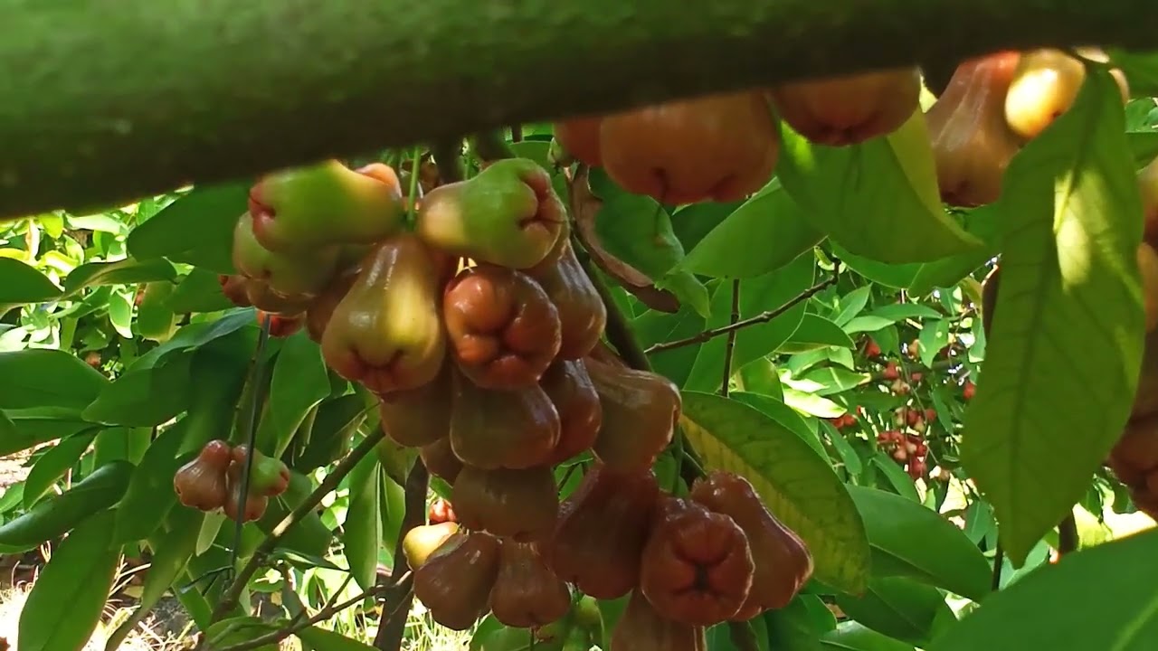 PAKE iNSEKTISIDA KHUSUS BUAH JAMBU TANPA DiBUNGKUS BEBAS LALAT BUAH