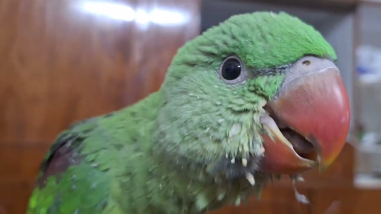 Parrot baby Talking and feeding today || bird || طوطا کے بچہ 
