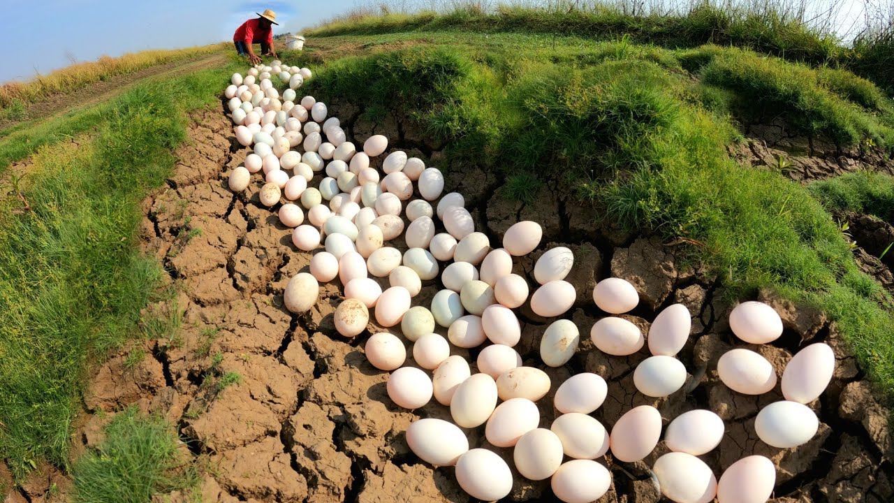 OMG  ! Picking lots of duck eggs in the meadows near the farm