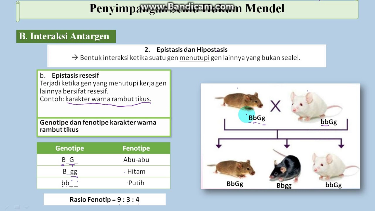 HEREDITAS Bagian XI :  Epistasis Resesif 1