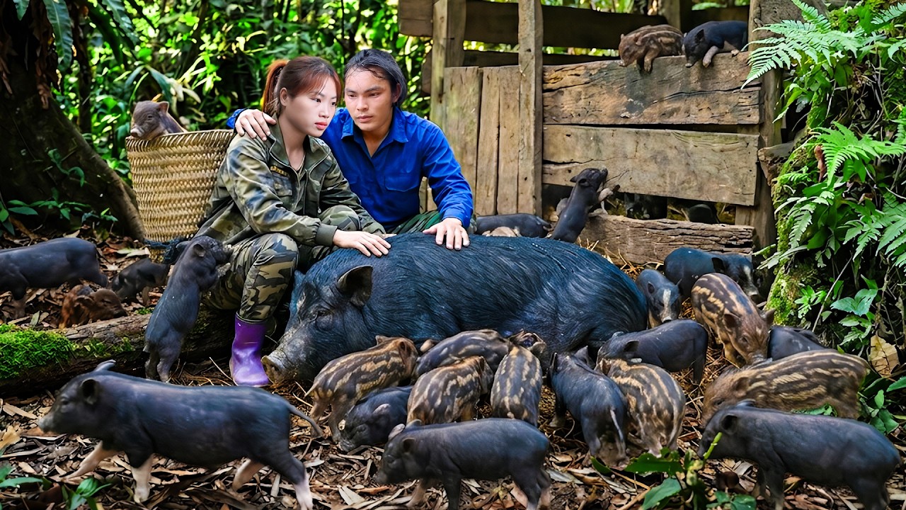 Building a New Pig Pen With My Girlfriend and Bringing Home New Piglets - Forest Survival Life