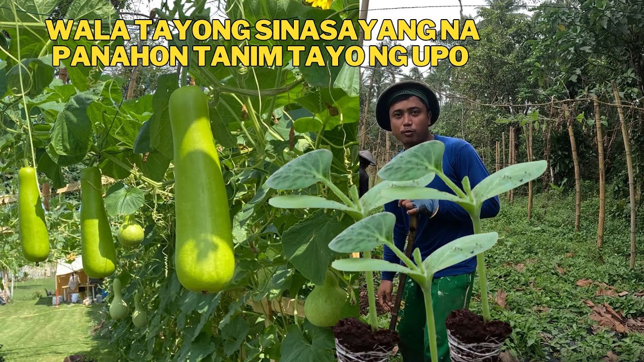 TULOY TULOY ANG ATING TANIM UPO NAMAN TAYO SABAYAN NATIN ANG GANDA NG PANAHON