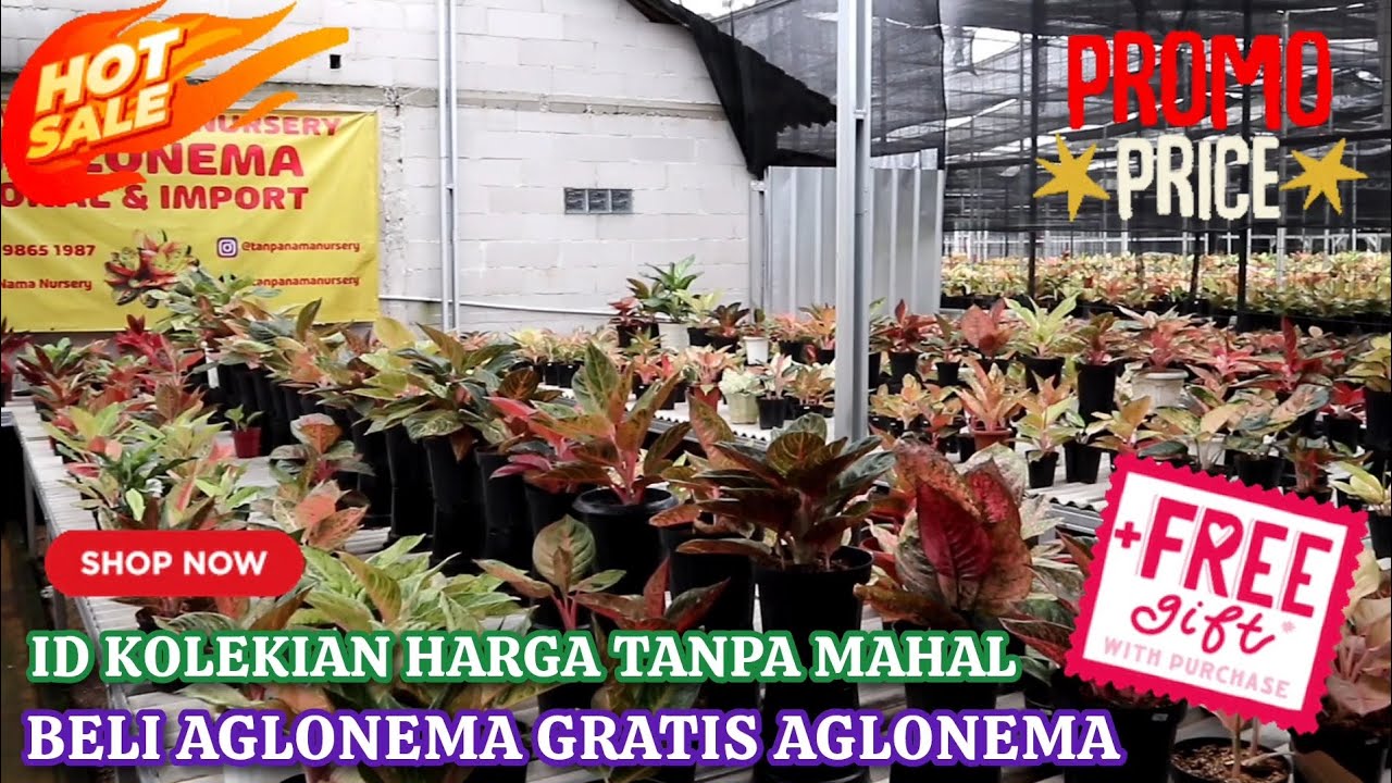 NURSERY DENGAN ID KOLEKSIAN LENGKAP HARGA TANPA MAHAL. BELI AGLONEMA GRATIS AGLONEMA LAGI. Eps 1560