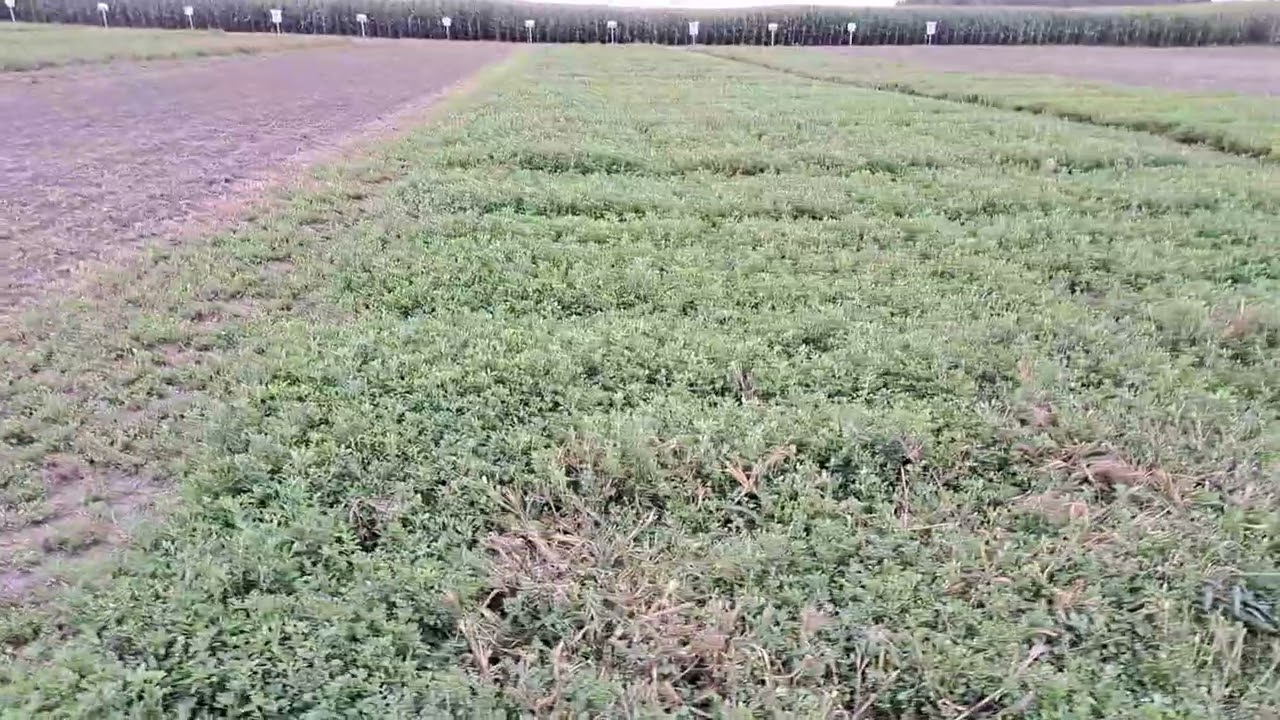 alfalfa for foodplots