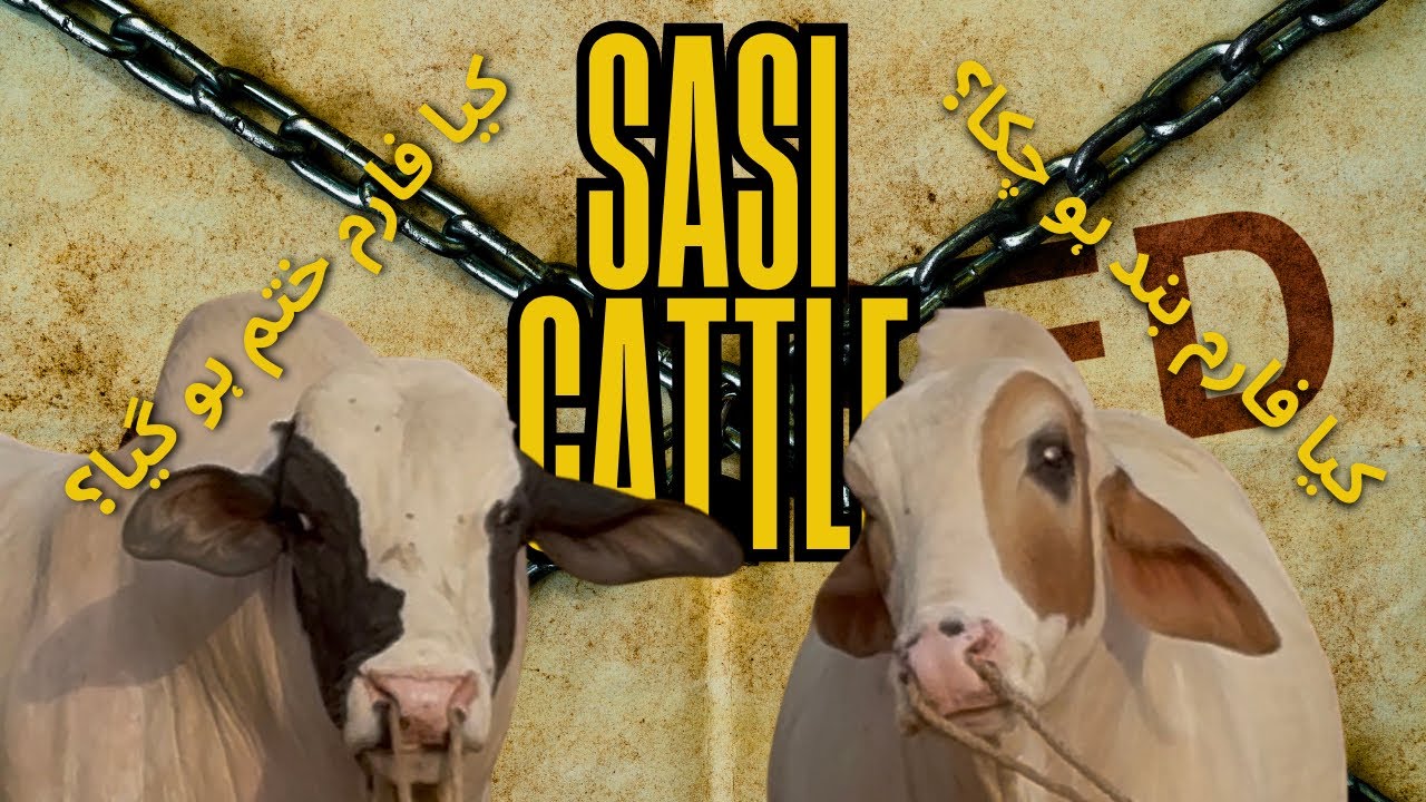 Is SASI CATTLE GONE FOR GOOD?| Answers to all queries| کیا ساسی فارم بند ہو چکا؟😕