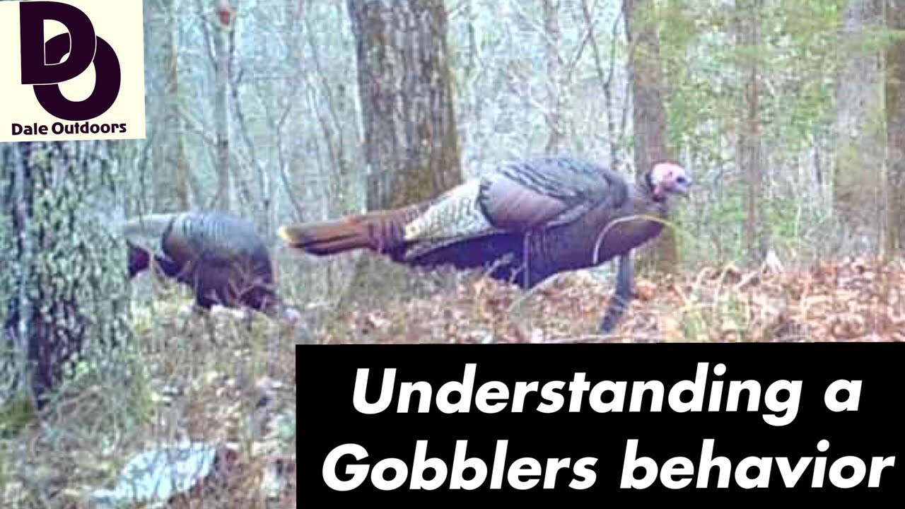Understanding a GOBBLERS Behavior / Having more TURKEY HUNTING success