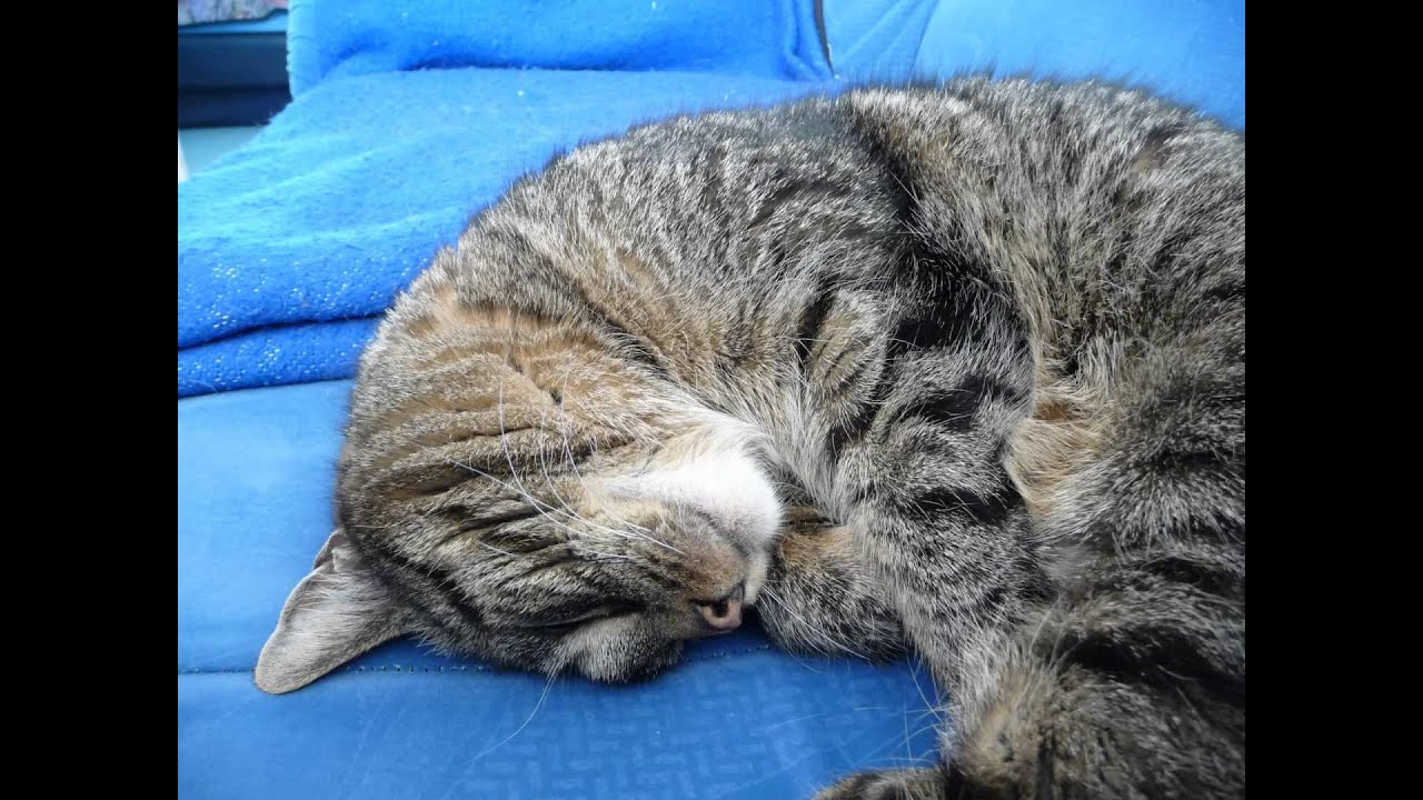 Lucky - Erinnerungen an einen wundervollen Kater