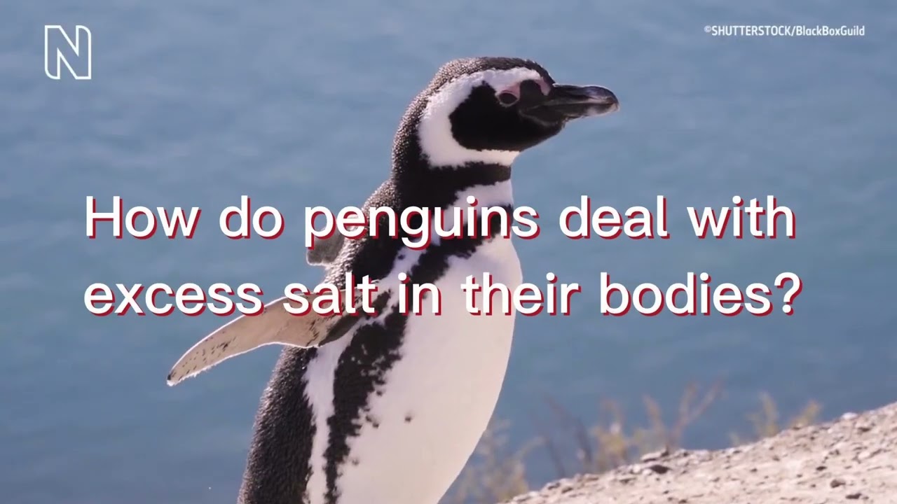 Penguins - Pills of Animal Physiology