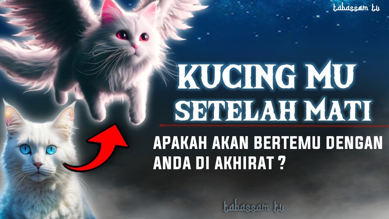 merinding!! nasib arwah kucing setelah meninggal | apakah akan bertemu di akhirat?