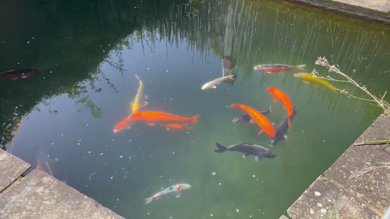 MAIDENHEAD AQUATICS, WHEATLEY, OXFORD  (vid 66)