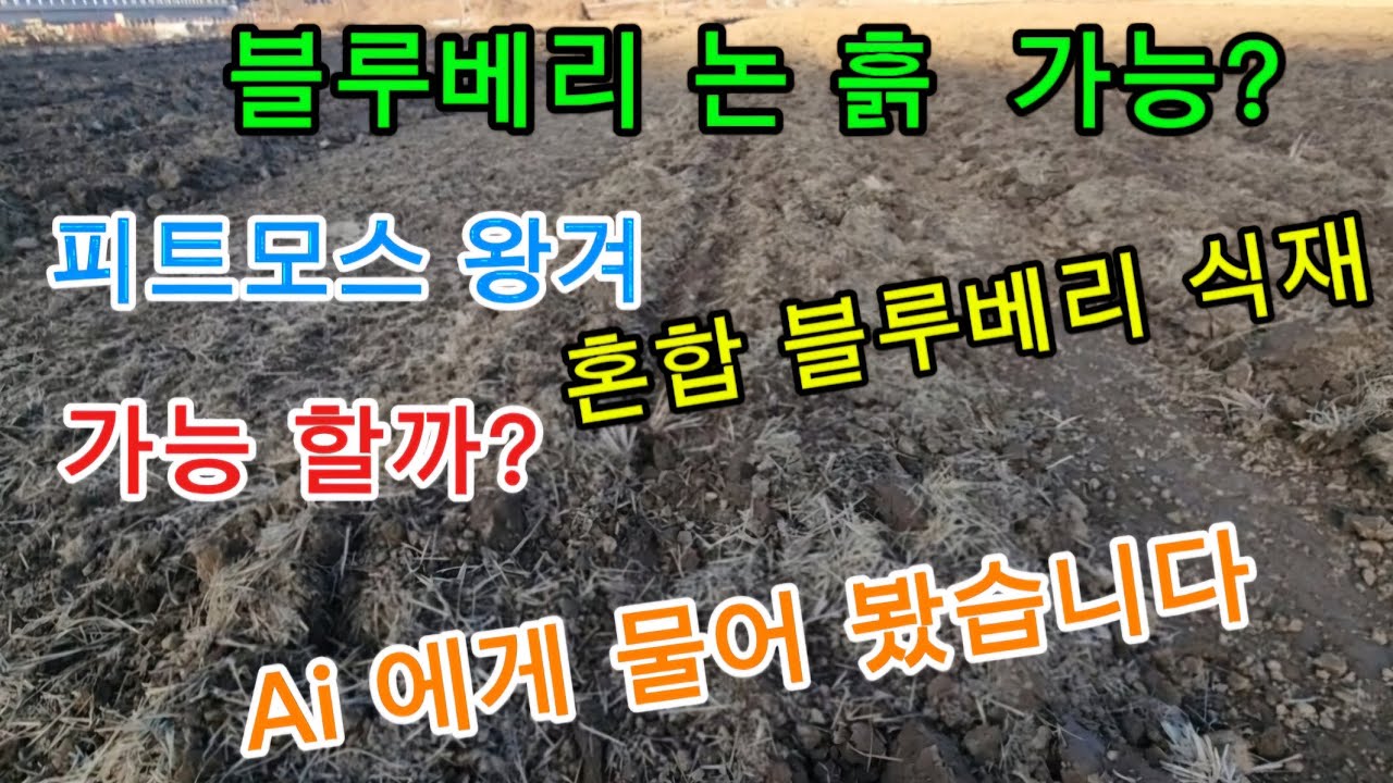 블루베리 토경 재배 논 뻘흙 피트모스 왕겨  혼합 식재 가능?  Ai에게 물어 봤습니다