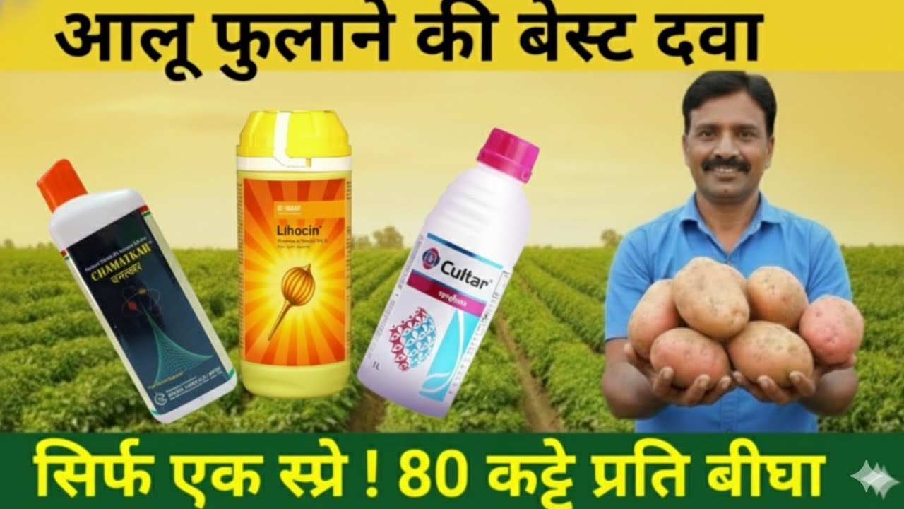 आलू का साइज कैसे बढ़ाएं||How to increase potato size||Best pgr in potato#potatofarming