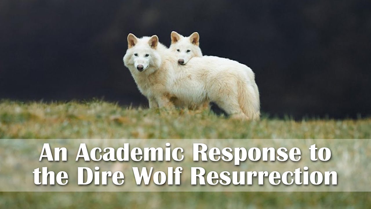 An Academic Response to the Dire Wolf Resurrection