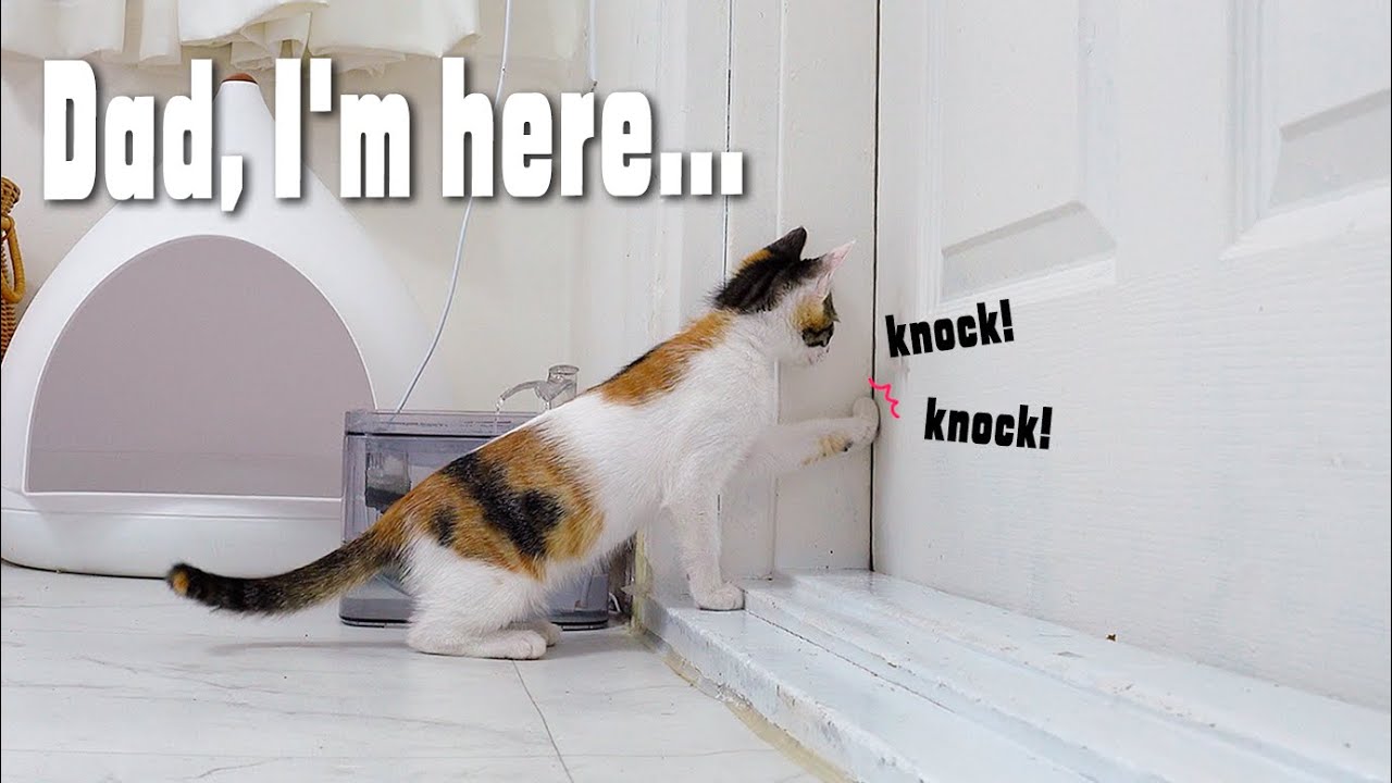 The Little Kitten Knocking and Crying When The Owner Is In The Room