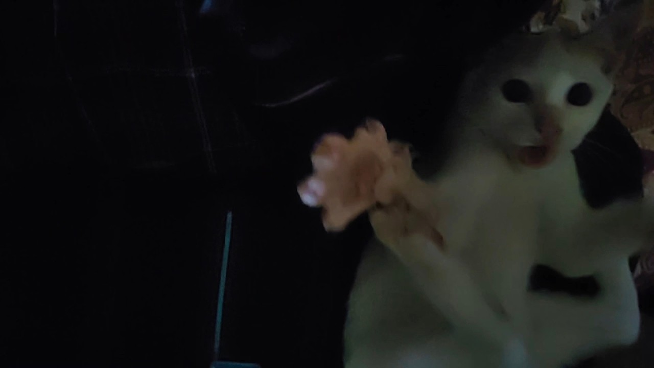 Best Cat Playtime Video on Internet 😻