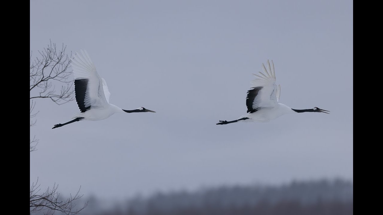 Red crowned Crane in Kushiro | 30 December 2026