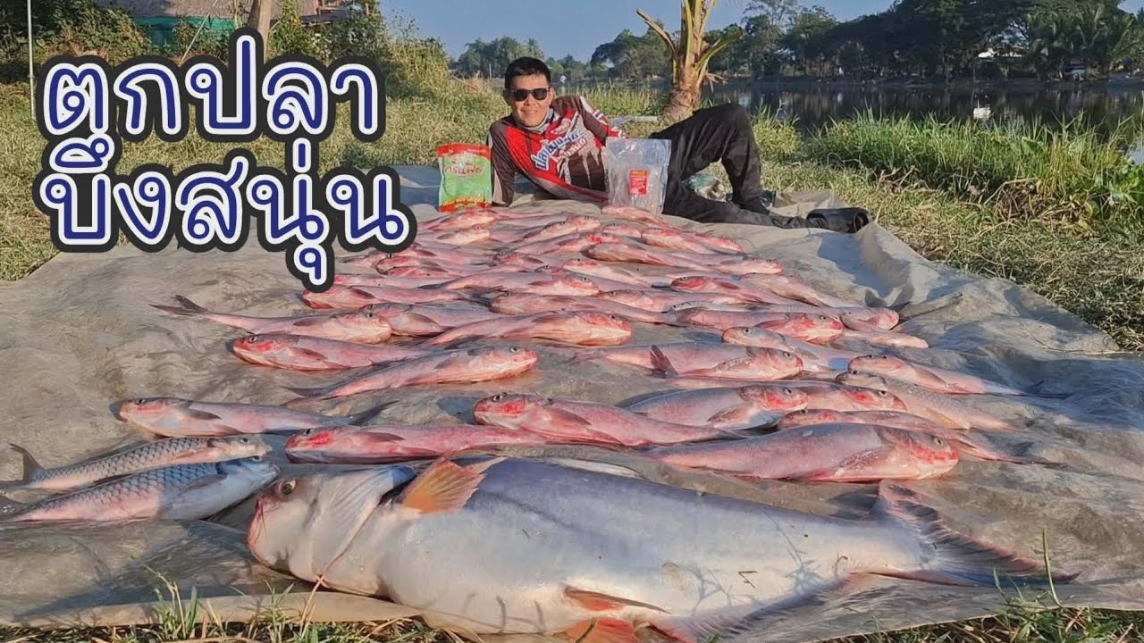 อาหมวยดุดัน ตกปลาบึงสนุ่น อ.โพทะเล จ.พิจิตร(คลิปที่ 469)