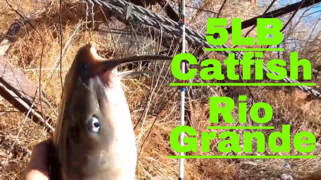 Catfish And Carp Catch On Rio Grande(5lb Catfish Caught At End)New Mexico Fishing