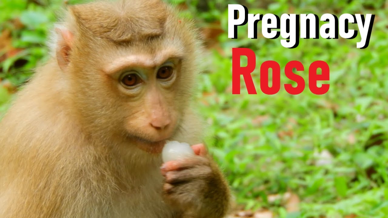 Young Pregnancy Monkey Rose is Hungry so Kind Cameraman Gives Protein Fruits, Rose Gives Birth Soon