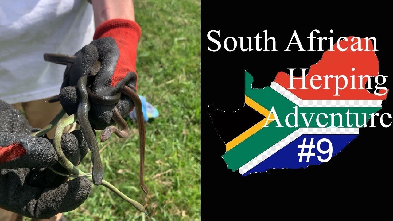 Found 17 snakes!! Herping in South Africa #9