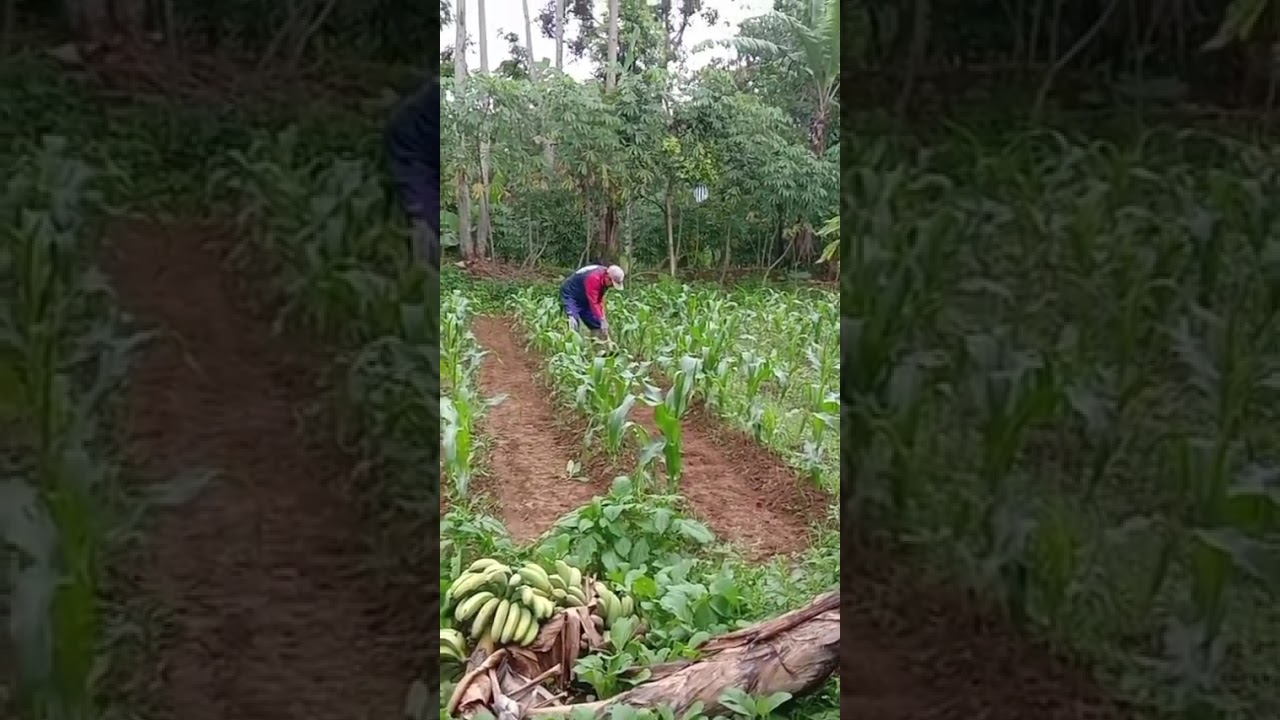 #bola cinta lagi di kebun 🤭