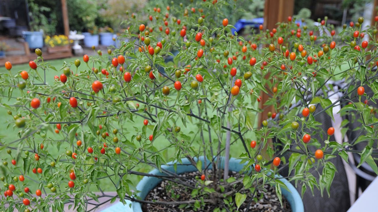 Cómo germinar semillas de CHILE PIQUÍN | Huerto Urbano Villarreal