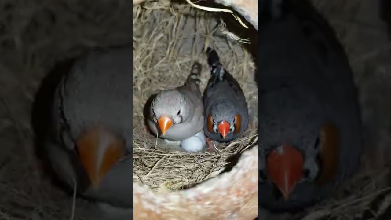 zebra finch breeding progress