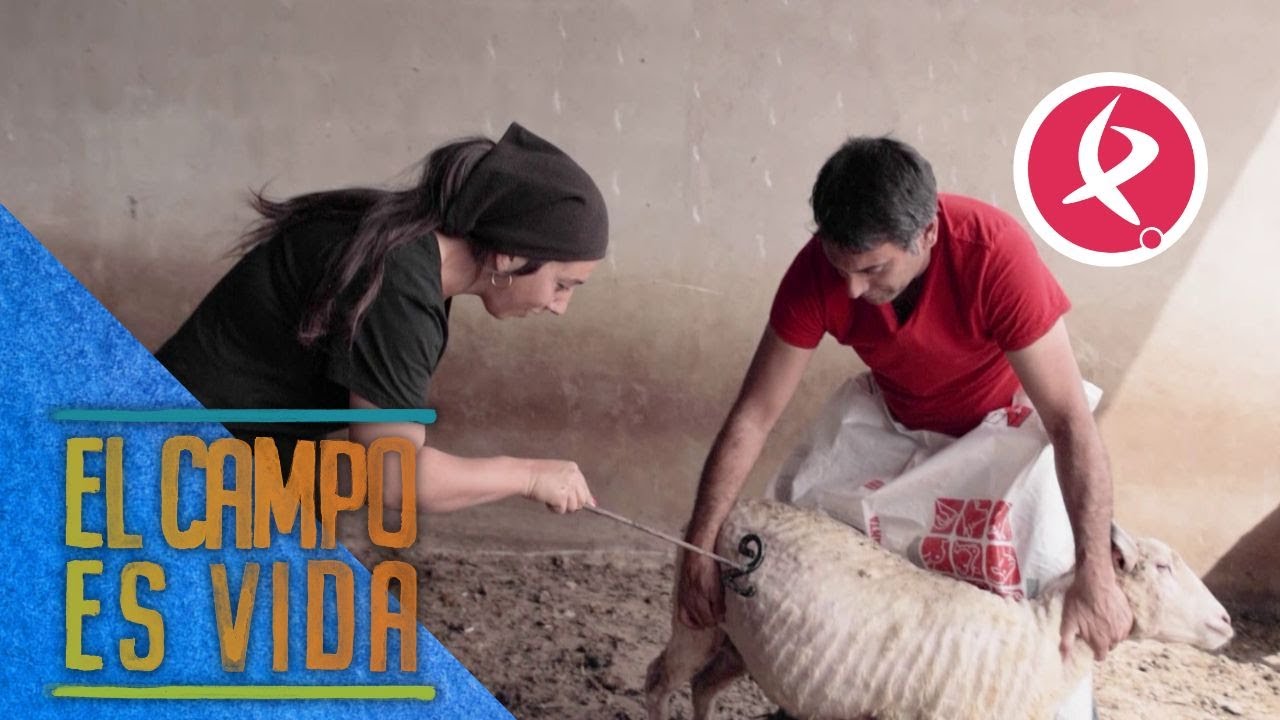 Chabeli y Víctor repegan ovejas | El campo es vida