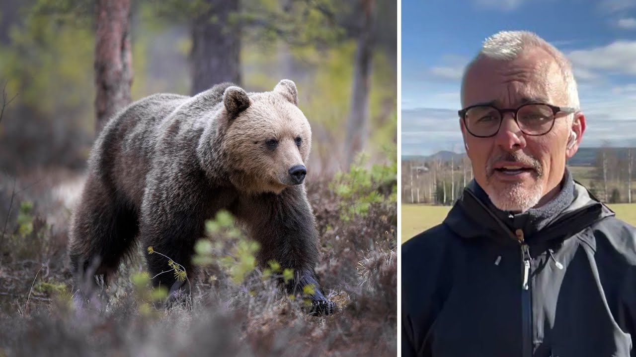 Björnen sover inte – så ska du agera om du träffar en björn | Nyhetsmorgon | TV4 & TV4 Play