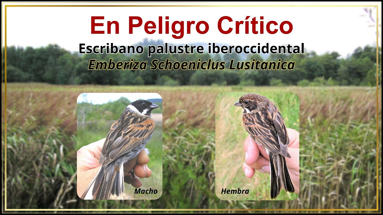 El Escribano Palustre Iberoccidental. En Peligro Crítico de Extinción con apenas 150 parejas.